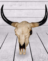 Extra Large Bison Skull Wall Head - BD101