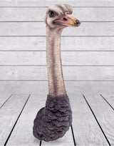 Ostrich Head Wall Figure - BD143