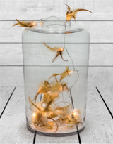 Medium Clear Glass Jar Vase - GW72