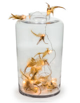 Medium Clear Glass Jar Vase - GW72