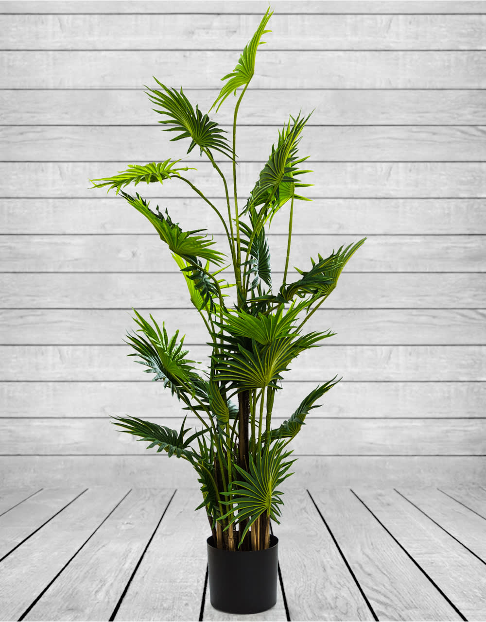 Ornamental Fan Palm Tree in Black Pot - AF40