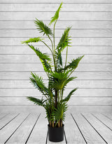 Ornamental Fan Palm Tree in Black Pot - AF40