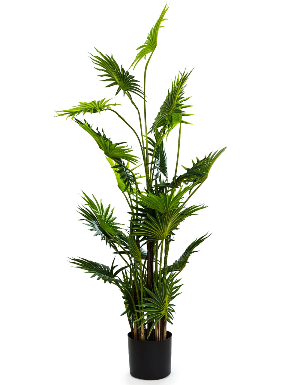 Ornamental Fan Palm Tree in Black Pot - AF40
