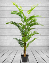 Ornamental Fern Tree in Black Pot - AF41