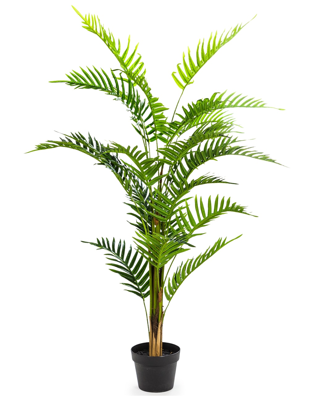 Ornamental Fern Tree in Black Pot - AF41