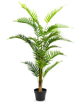 Ornamental Fern Tree in Black Pot - AF41