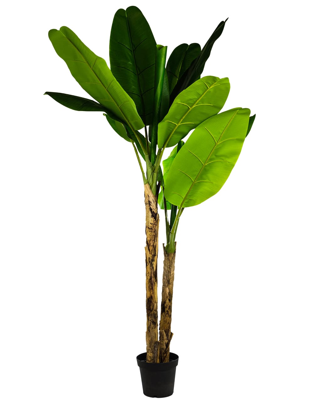 Large Ornamental Banana Tree in Black Pot - AF42