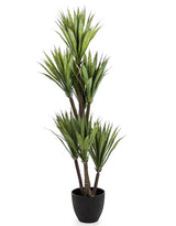 Large Ornamental Yucca Tree in Black Pot - AF43