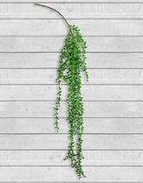 Ornamental Hanging Vine - AF44