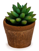 Ornamental Succulent in Terracotta Pot (to be bought in qtys of 6) - AF47