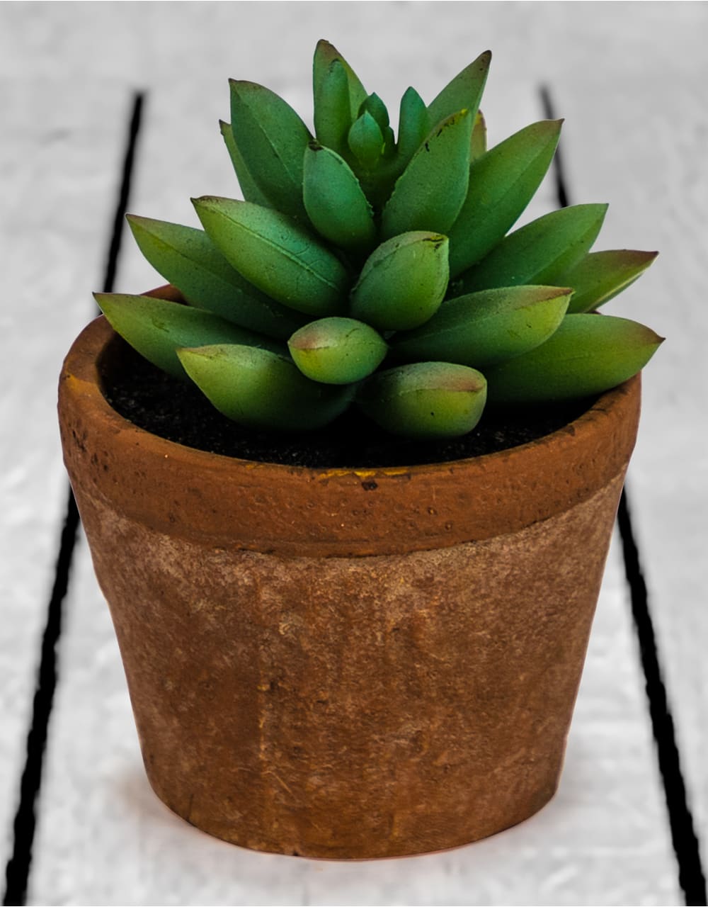 Ornamental Succulent in Terracotta Pot (to be bought in qtys of 6) - AF47