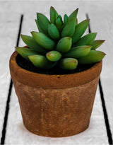 Ornamental Succulent in Terracotta Pot (to be bought in qtys of 6) - AF47