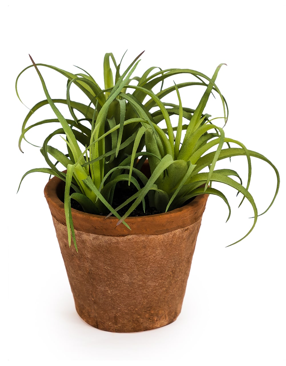 Ornamental Succulent in Terracotta Pot - AF48