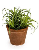 Ornamental Succulent in Terracotta Pot - AF48