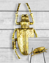 Large Gold Beetle Wall Hanging (to be bought in qtys of 2) - TPR14