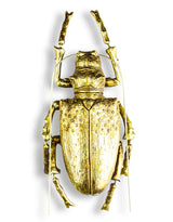 Large Gold Beetle Wall Hanging (to be bought in qtys of 2) - TPR14
