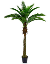 Ornamental Large Palm Tree in Black Pot - AF54