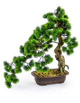Ornamental Large Bonsai Tree in Iron Style Pot - AF55