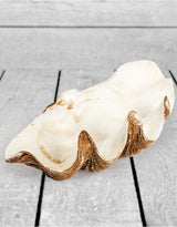 Large Clam Shell Decorative Bowl - TPR48