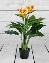 Ornamental Potted Bird of Paradise Plant - AF65