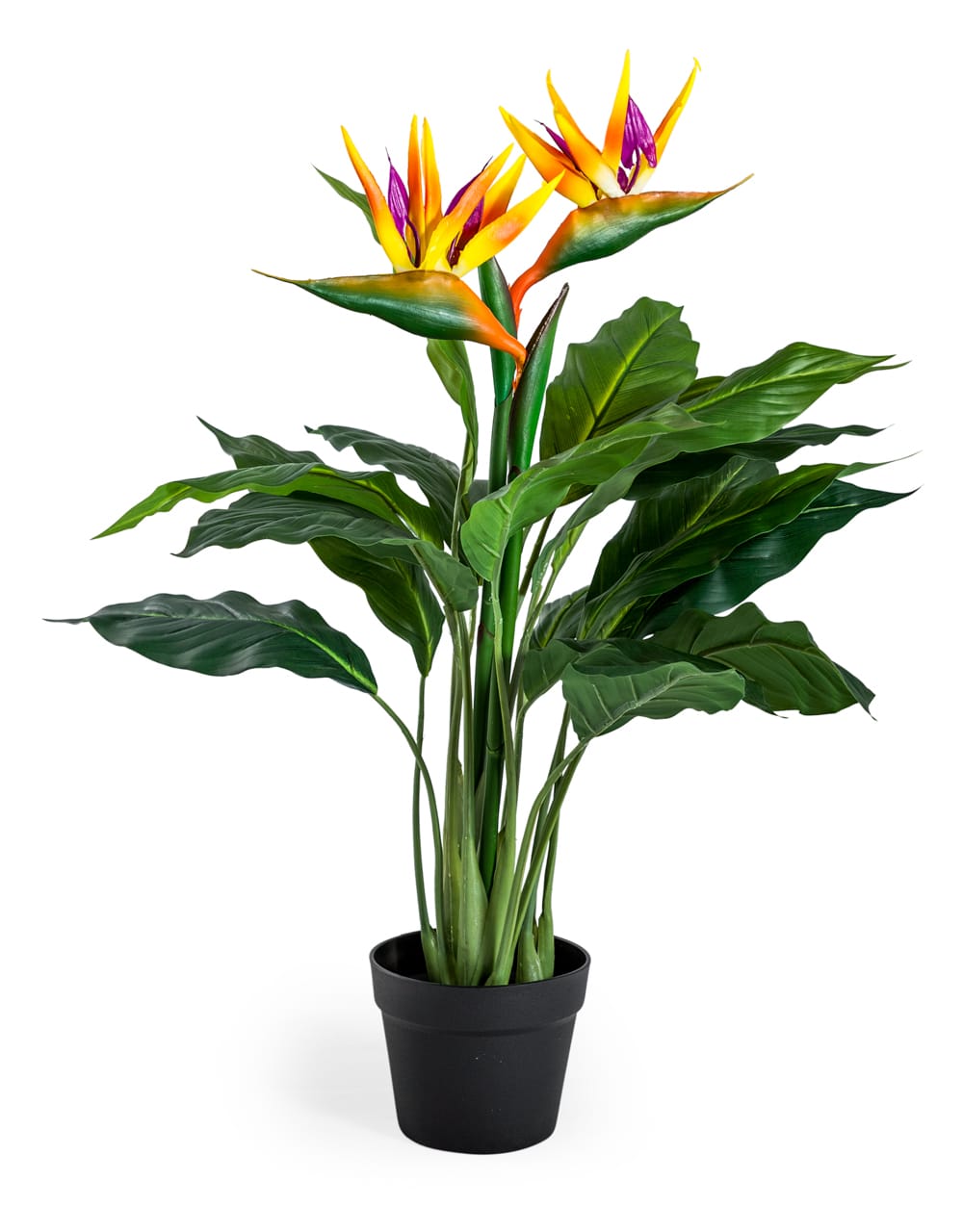 Ornamental Potted Bird of Paradise Plant - AF65
