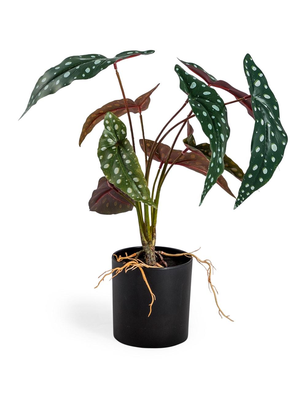 Ornamental Potted Philo Leaf Plant (to be bought in qtys of 12) - AF67