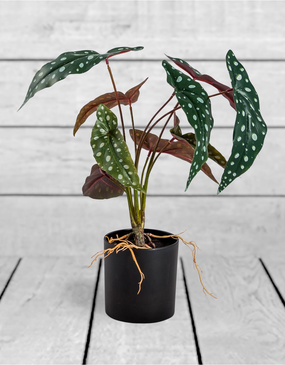 Ornamental Potted Philo Leaf Plant (to be bought in qtys of 12) - AF67