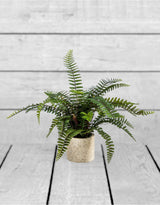 Ornamental Potted Fern Plant (to be bought in qtys of 2) - AF69