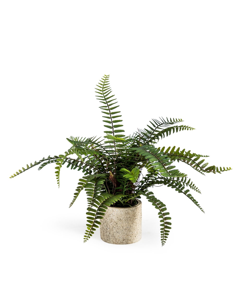 Ornamental Potted Fern Plant (to be bought in qtys of 2) - AF69