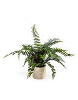 Ornamental Potted Fern Plant (to be bought in qtys of 2) - AF69