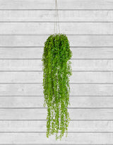Hanging Airplant Vine Arrangement (to be bought in qtys of 6) - AF76