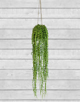 Ornamental Hanging String of Pearls Vine Arrangement (to be bought in qtys of 6) - AF77