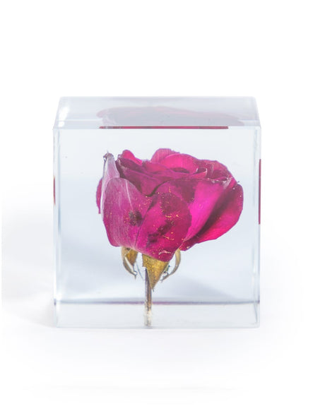 Square Acrylic Glass Real Rose Paperweight with Gift Box - GW112