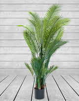 Large Ornamental Palm Tree in Black Pot - AF87