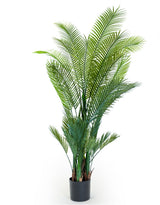 Large Ornamental Palm Tree in Black Pot - AF87