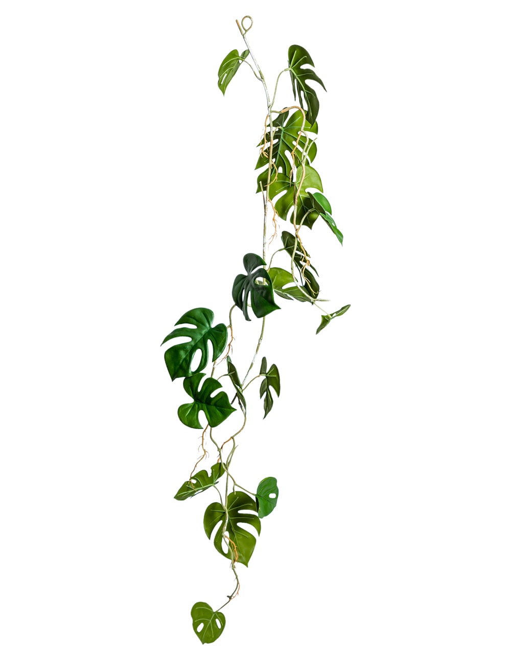 Ornamental Hanging Monstera Leaf Vine (to be bought in qtys of 12) - AF91