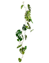 Ornamental Hanging Monstera Leaf Vine (to be bought in qtys of 12) - AF91