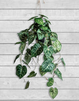 Ornamental Hanging Vine in Black Pot (to be bought in qtys of 6) - AF92
