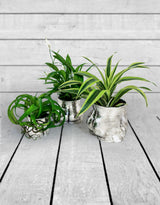 Antique Silver Small Booty Flower Pot/Storage Jar - BBR34