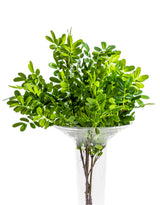 Ornamental Sophorae Stem (to be bought in qtys of 12) - AF96