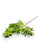 Ornamental Sophorae Stem (to be bought in qtys of 12) - AF96