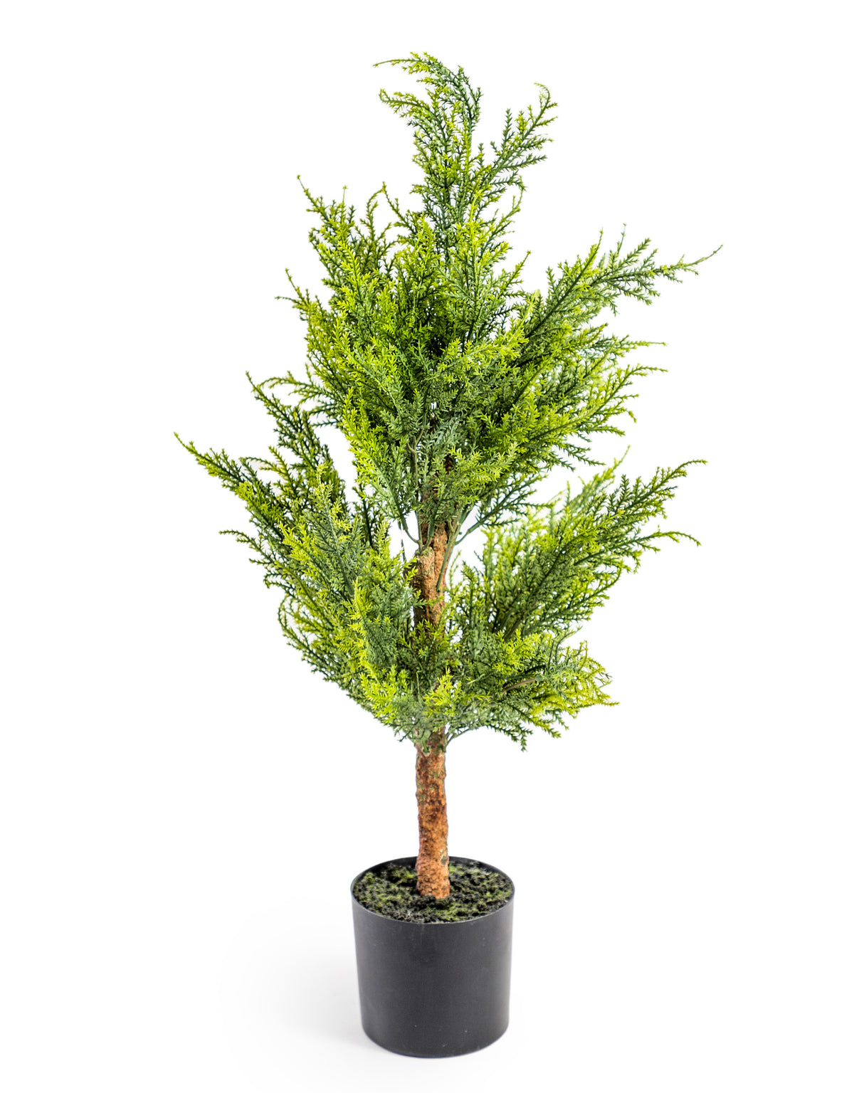 Small Potted Conifer Tree (to be bought in qtys of 4) - AF99