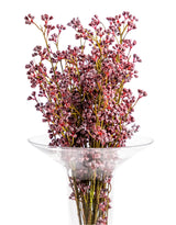 Japanese Prickly Ash Stem (to be bought in qtys of 36) - AF102