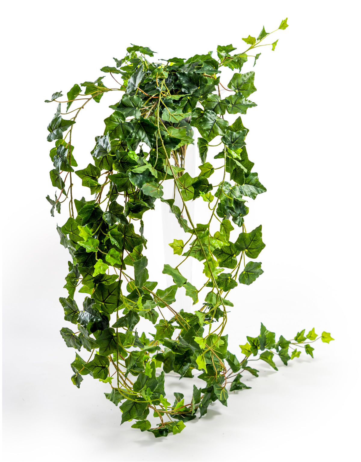Trailing Ivy Branch - AF118