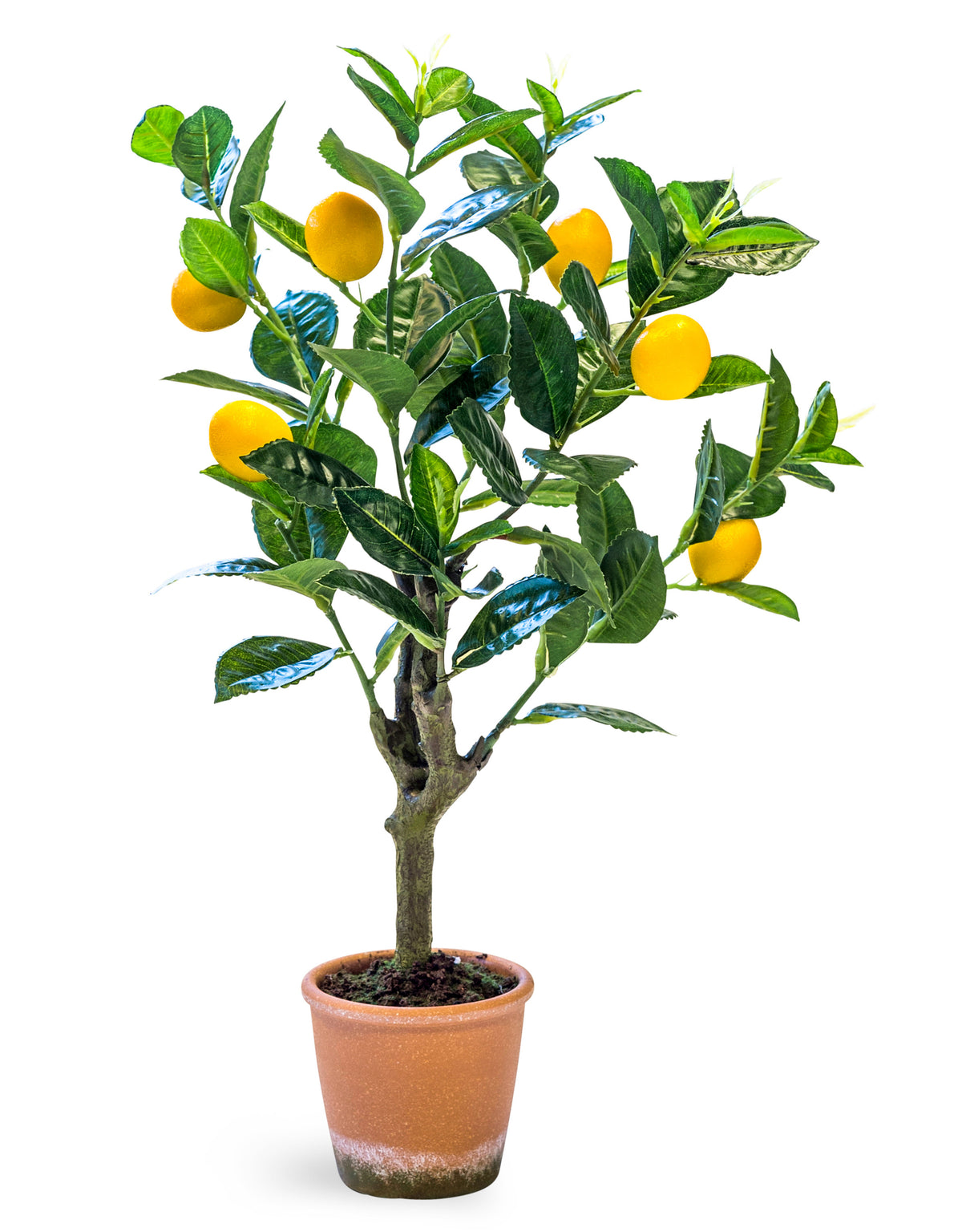 Ornamental Potted Lemon Tree (to be bought in qtys of 2) - AF121