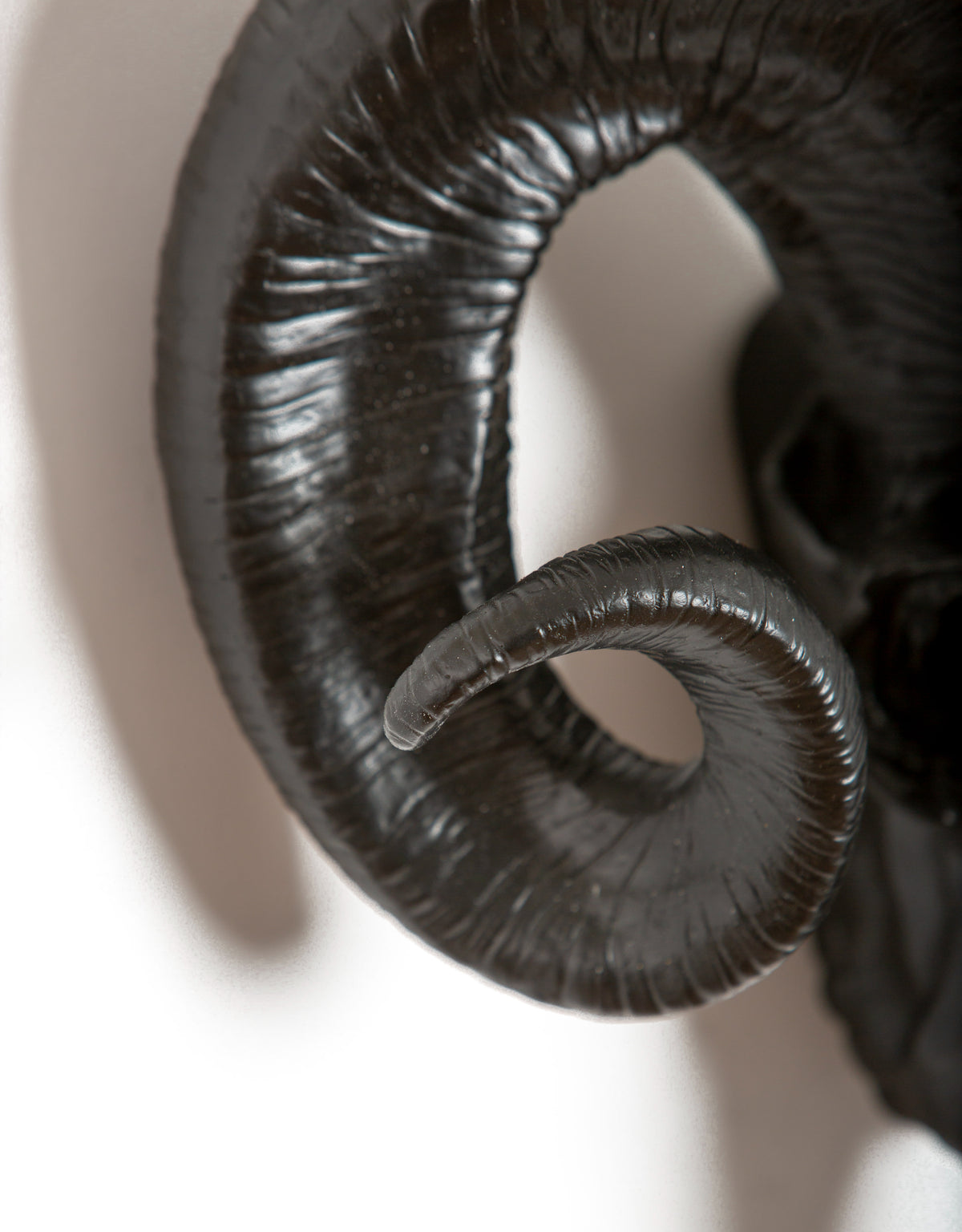 Matt Black Ram Skull Wall Head - BD171