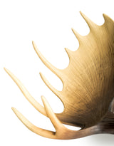 Large Moose Wall Head - BD176