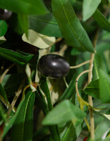 Single Olive Branch Stem (to be bought in qtys of 24) - AF124