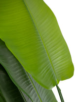 Extra Large Ornamental Strelitzia Tree - AF125