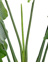 Extra Large Ornamental Strelitzia Tree - AF125
